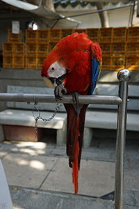 Parrot, Yuen Po Street Bird Garden, 1 November 2015