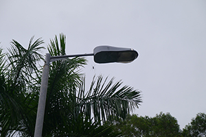 Spider on a lamppost, Chi Ma Wan, Lantau, 15 November 2015