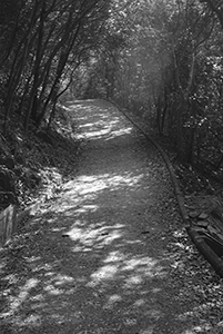 On a hiking trail between Pokfulam Reservoir and Aberdeen Reservoir, 29 November 2015