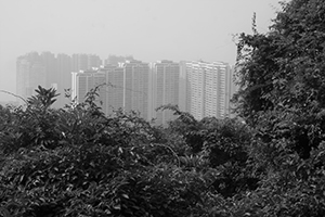 View from a hiking trail between Pokfulam Reservoir and Aberdeen Reservoir, 29 November 2015