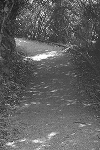 On a hiking trail between Pokfulam Reservoir and Aberdeen Reservoir, 29 November 2015