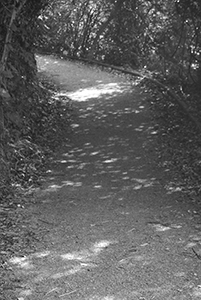 On a hiking trail between Pokfulam Reservoir and Aberdeen Reservoir, 29 November 2015