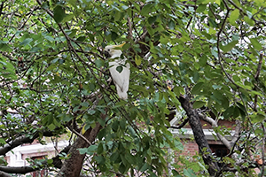 Cockatoo in a tree on the University of Hong Kong campus, Pokfulam, 5 November 2015