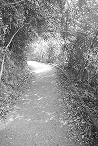 On a hiking trail between Pokfulam Reservoir and Aberdeen Reservoir, 29 November 2015