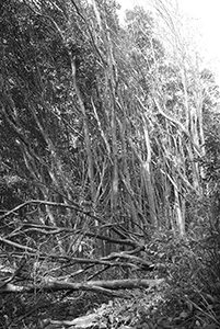 Fallen tree, seen on a hiking trail between Pokfulam Reservoir and Aberdeen Reservoir, 29 November 2015