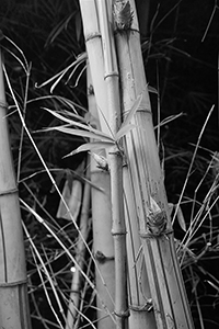 Bamboos on the campus of the University of Hong Kong, Pokfulam, 3 November 2015