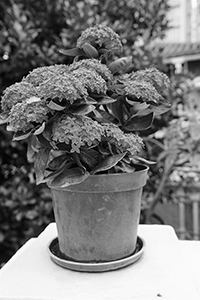 Flowers in a planter, HKU, 5 November 2015