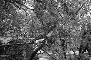 Cockatoo in a tree, HKU, 5 November 2015