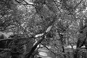Yellow-crested Cockatoo in a tree, HKU campus, Pokfulam, 5 November 2015