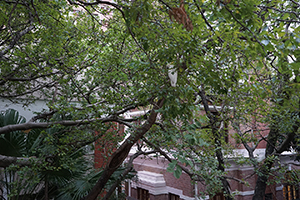 Yellow-crested Cockatoo in a tree, HKU campus, Pokfulam, 5 November 2015