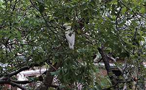 Yellow-crested Cockatoo in a tree, HKU campus, Pokfulam, 5 November 2015