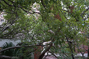 Cockatoo in a tree, HKU, 5 November 2015