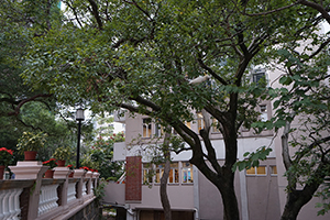 Cockatoo in a tree, HKU, 5 November 2015