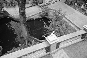 Yellow-crested Cockatoo, HKU campus, Pokfulam, 5 November 2015