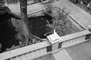 Yellow-crested Cockatoo, HKU campus, Pokfulam, 5 November 2015