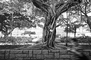 Tree at Nathan Road, Tsim Sha Tsui, 2 December 2015