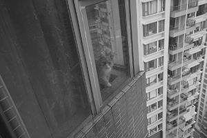 Cat at a window,  Sheung Wan, 1 December 2015