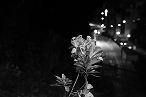 Flower, HKU campus, Hong Kong Island, 28 December 2015