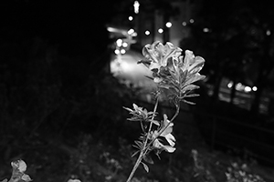 Flower, HKU campus, Hong Kong Island, 28 December 2015