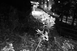 Flower, HKU campus, Hong Kong Island, 28 December 2015