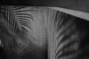 Shadow of leaf on a wall, HKU campus, Hong Kong Island, 28 December 2015