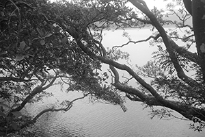 View of Shing Mun Reservoir, Shing Mun Country Park, 13 December 2015