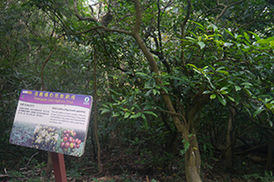 Information board on the Pineapple Dam Nature Trail, Shing Mun Country Park, 13 December 2015