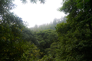 Lung Mun Country Trail, on a hike from Shing Mun Country Park to Chuen Lung Village, 13 December 2015