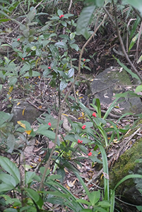 Plants on the Lung Mun Country Trail, on a hike from Shing Mun Country Park to Chuen Lung Village, 13 December 2015