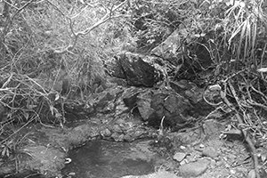 Stream, Lung Mun Country Trail, on a hike from Shing Mun Country Park to Chuen Lung Village, 13 December 2015