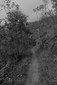 Lung Mun Country Trail, on a hike from Shing Mun Country Park to Chuen Lung Village, 13 December 2015