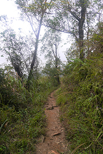 Lung Mun Country Trail, on a hike from Shing Mun Country Park to Chuen Lung Village, 13 December 2015