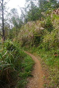 Lung Mun Country Trail, on a hike from Shing Mun Country Park to Chuen Lung Village, 13 December 2015