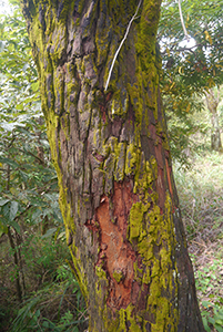 Tree, Lung Mun Country Trail, on a hike from Shing Mun Country Park to Chuen Lung Village, 13 December 2015