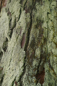 Tree, Lung Mun Country Trail, on a hike from Shing Mun Country Park to Chuen Lung Village, 13 December 2015