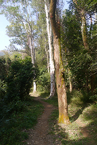 Lung Mun Country Trail, on a hike from Shing Mun Country Park to Chuen Lung Village, 13 December 2015