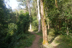 Lung Mun Country Trail, on a hike from Shing Mun Country Park to Chuen Lung Village, 13 December 2015