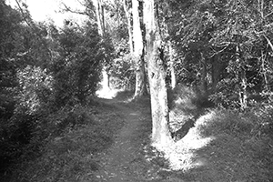 Lung Mun Country Trail, on a hike from Shing Mun Country Park to Chuen Lung Village, 13 December 2015