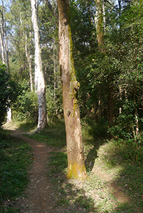 Lung Mun Country Trail, from Shing Mun Country Park heading to Chuen Lung Village, 13 December 2015