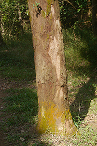 Tree, Lung Mun Country Trail, on a hike from Shing Mun Country Park to Chuen Lung Village, 13 December 2015