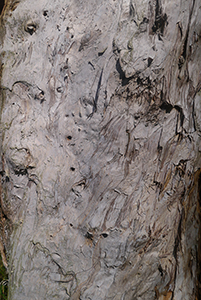 Tree, Lung Mun Country Trail, on a hike from Shing Mun Country Park to Chuen Lung Village, 13 December 2015