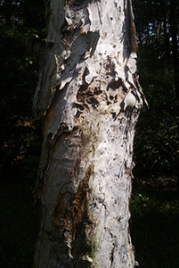 Tree, Lung Mun Country Trail, on a hike from Shing Mun Country Park to Chuen Lung Village, 13 December 2015