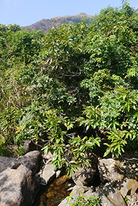 Lung Mun Country Trail, on a hike from Shing Mun Country Park to Chuen Lung Village, 13 December 2015