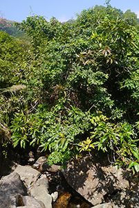 Lung Mun Country Trail, on a hike from Shing Mun Country Park to Chuen Lung Village, 13 December 2015