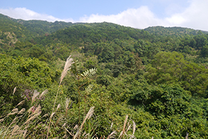 Lung Mun Country Trail, on a hike from Shing Mun Country Park to Chuen Lung Village, 13 December 2015