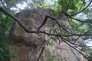 Tree and a rock, Lung Mun Country Trail, on a hike from Shing Mun Country Park to Chuen Lung Village, 13 December 2015