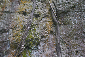 Tree root on a rock, Lung Mun Country Trail, on a hike from Shing Mun Country Park to Chuen Lung Village, 13 December 2015