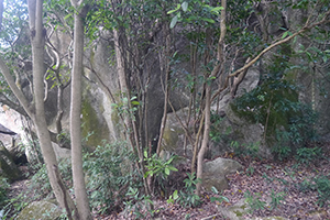 Trees and rocks, on a hike from Shing Mun Country Park to Chuen Lung Village, 13 December 2015