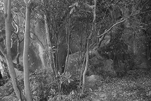 On a hike from Shing Mun Country Park to Chuen Lung Village, 13 December 2015
