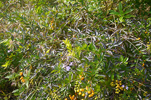 Flowers, on a hike from Shing Mun Country Park to Chuen Lung Village, 13 December 2015
